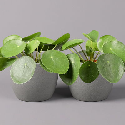 Pilea peperomioides, Topf-Ø 12 cm, Höhe ca. 20 cm, 2er-Set Pilea peperomioides, Topf-Ø 12 cm, Höhe ca. 20 cm, 2er-Set