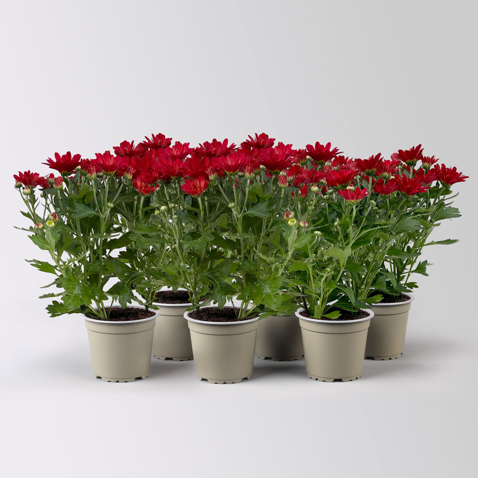 Chrysanthemen, rot, Topf-Ø 12 cm, 6 Pflanzen Chrysanthemen, rot, Topf-Ø 12 cm, 6 Pflanzen