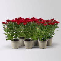 Chrysanthemen, rot, Topf-Ø 12 cm, 6 Pflanzen Chrysanthemen, rot, Topf-Ø 12 cm, 6 Pflanzen