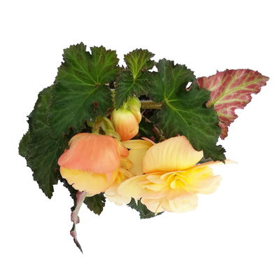 Begonie 'Peach', 6er-Set, apricot, Topf 13 cm Ø