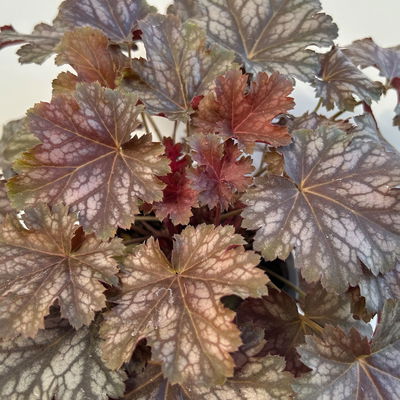 Bio Purpurglöckchen Baby Bells 'Cinnamon Glaze', Topf-Ø 12 cm, 3 Pflanzen Bio Purpurglöckchen Baby Bells 'Cinnamon Glaze', Topf-Ø 12 cm, 3 Pflanzen