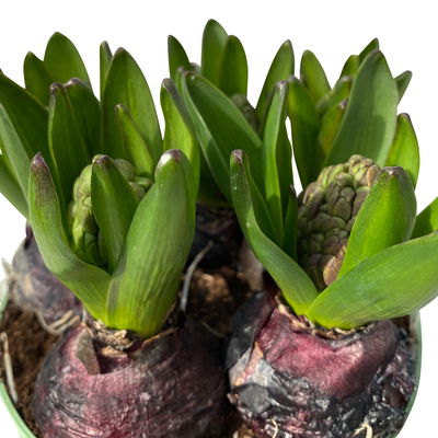 Hyazinthe 'Trio', rosa-weiß-blau, vorgetrieben, Topf-Ø 15 cm, 3 Pflanzen Hyazinthe 'Trio', rosa-weiß-blau, vorgetrieben, Topf-Ø 15 cm, 3 Pflanzen