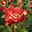 Beetrose 'Midsummer®', orangerot-gelb, Topf 6 Liter
