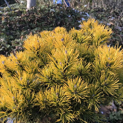 Wintergelbe Bergkiefer 'Carsten's Wintergold', Höhe 25-30 cm, Topf 4 lt, 2er-Set Wintergelbe Bergkiefer 'Carsten's Wintergold', Höhe 25-30 cm, Topf 4 lt, 2er-Set