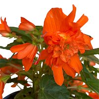 Begonie 'BELLECONIA™', 6er-Set, orange, Topf 13 cm Ø