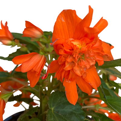 Begonie 'BELLECONIA™', orange, Topf-Ø 13 cm, 6 Pflanzen