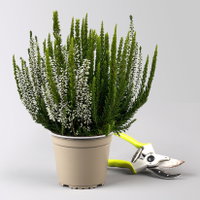 Calluna 'Skywhite' , grün-weiß, Topf-Ø 13 cm, 4 Pflanzen Calluna 'Skywhite' , grün-weiß, Topf-Ø 13 cm, 4 Pflanzen