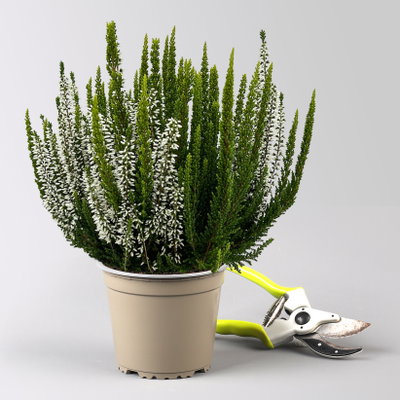 Calluna 'Skywhite' , grün-weiß, Topf-Ø 13 cm, 4 Pflanzen Calluna 'Skywhite' , grün-weiß, Topf-Ø 13 cm, 4 Pflanzen