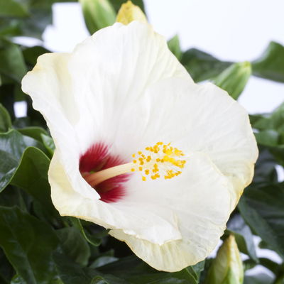 Hibiskus, weiß, Topf-Ø 13 cm, Höhe ca. 35 cm, 2 Pflanzen