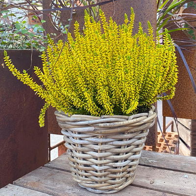 Knospenheide 'Picasso', gelb gefärbt, Topf-Ø 12 cm, 6 Pflanzen