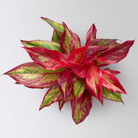 Aglaonema 'Crete Flame', Topf-Ø 12 cm, Höhe ca. 35 cm