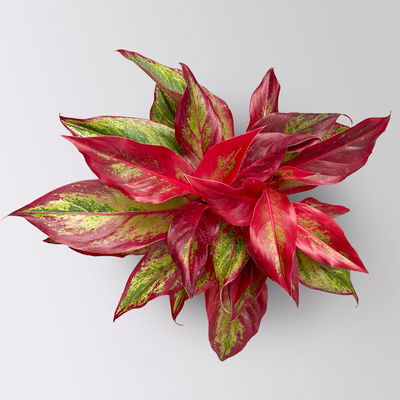 Aglaonema 'Crete Flame', rot-grün, Topf-Ø 12 cm, Höhe ca. 35 cm, 2 Pflanzen