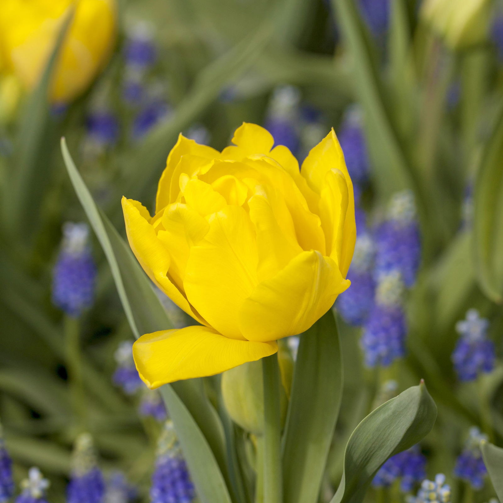 Tulpe gelb, gefüllt, vorgetrieben, Topf-Ø 15 cm, 3 Pflanzen