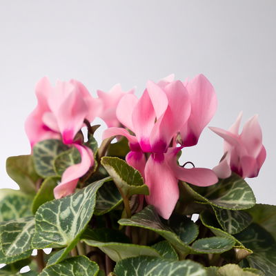 Alpenveilchen Mix, Farbe zufällig, Topf-Ø 10,5 cm, Höhe ca. 23 cm, 8 Pflanzen