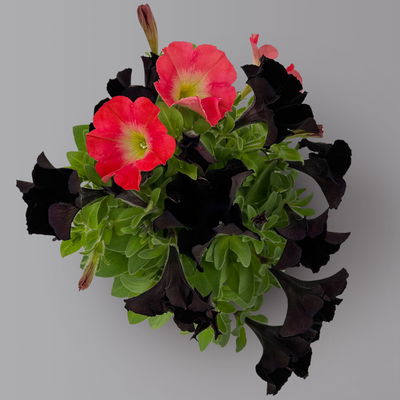 Petunien 'Duo' schwarz & lachs, hängend, Topf-Ø 14 cm, 4 Pflanzen