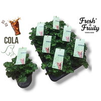 Duftgeranie 'Freshfruity® Cola Fresh', Topf-Ø 12 cm, 6 Pflanzen Duftgeranie 'Freshfruity® Cola Fresh', Topf-Ø 12 cm, 6 Pflanzen