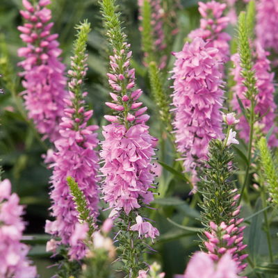 Ehrenpreis 'Veronique Pink' rosa, Topf 3 Liter Ehrenpreis 'Veronique Pink' rosa, Topf 3 Liter