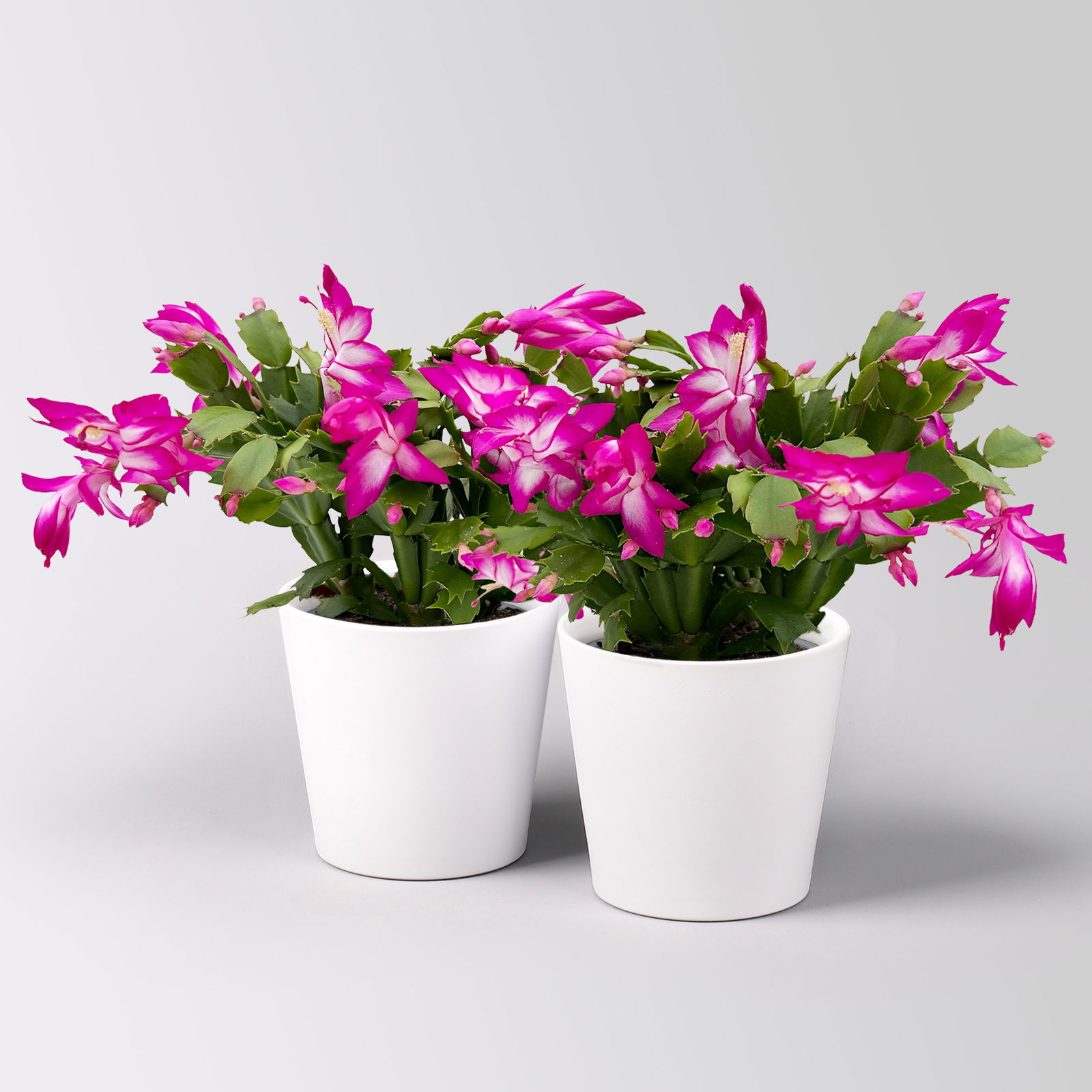 Weihnachtskaktus, lila, mit Übertopf Dallas weiß, Topf-Ø 12 cm, 2 Pflanzen