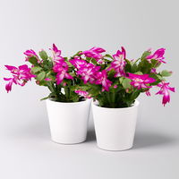 Weihnachtskaktus, lila, mit Übertopf Dallas weiß, Topf-Ø 12 cm, 2 Pflanzen