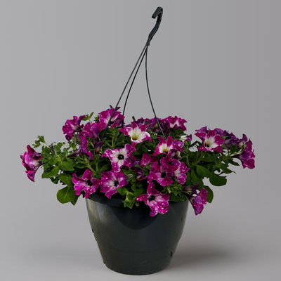 Hängepetunie 'Circus Sky', pink-weiß, Ampeltopf 27 cm Ø mit Wasserspeicher