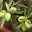Pflanzenkreation Mediterranes Flair lila, groß, 3 Pflanzen