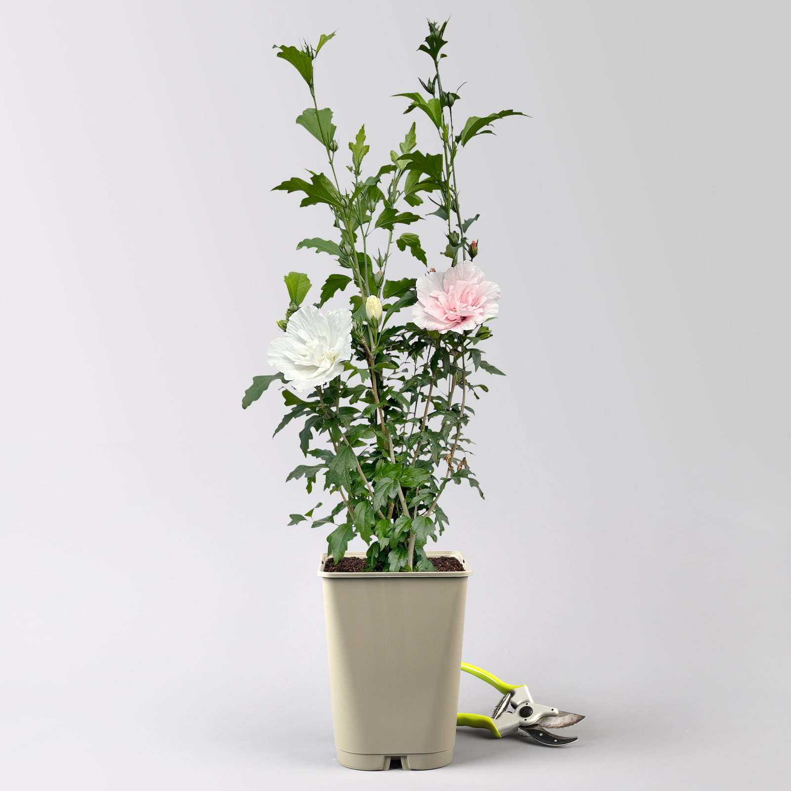 Duo-Gartenhibiskus 'White Chiffon®' und 'Pink Chiffon®', weiß + pink, 5 lt. Topf