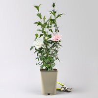 Duo-Gartenhibiskus 'White Chiffon®' und 'Pink Chiffon®', weiß + pink, 5 lt. Topf Duo-Gartenhibiskus 'White Chiffon®' und 'Pink Chiffon®', weiß + pink, 5 lt. Topf