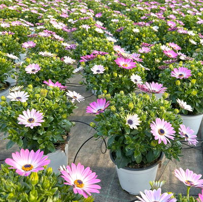 Kapkörbchen, Farbe zufällig, Topf-Ø 14 cm, 4 Pflanzen Kapkörbchen, Farbe zufällig, Topf-Ø 14 cm, 4 Pflanzen