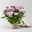 Chrysanthemen 'Chrysanne®Grandezza Pink', rosa, Topf-Ø 13 cm, 4 Pflanzen
