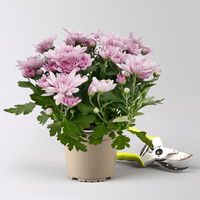 Chrysanthemen 'Chrysanne®Grandezza Pink', rosa, Topf-Ø 13 cm, 4 Pflanzen