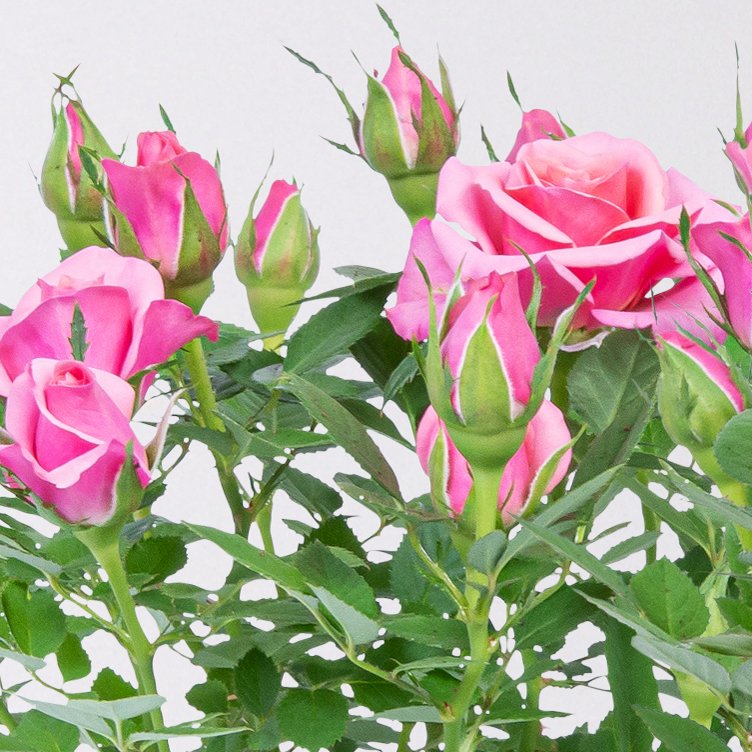 Rose 'Flirt Kordana® Classic' pink, Topf-Ø 10,5 cm, 3er-Set