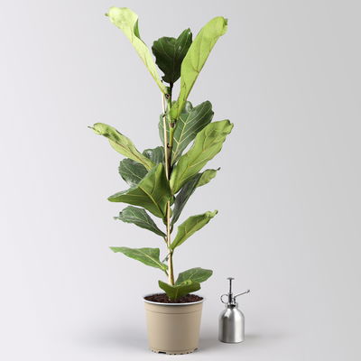 Geigenfeige in Keramiktopf Dallas weiß, Topf-Ø 17 cm, Höhe ca. 45-65 cm