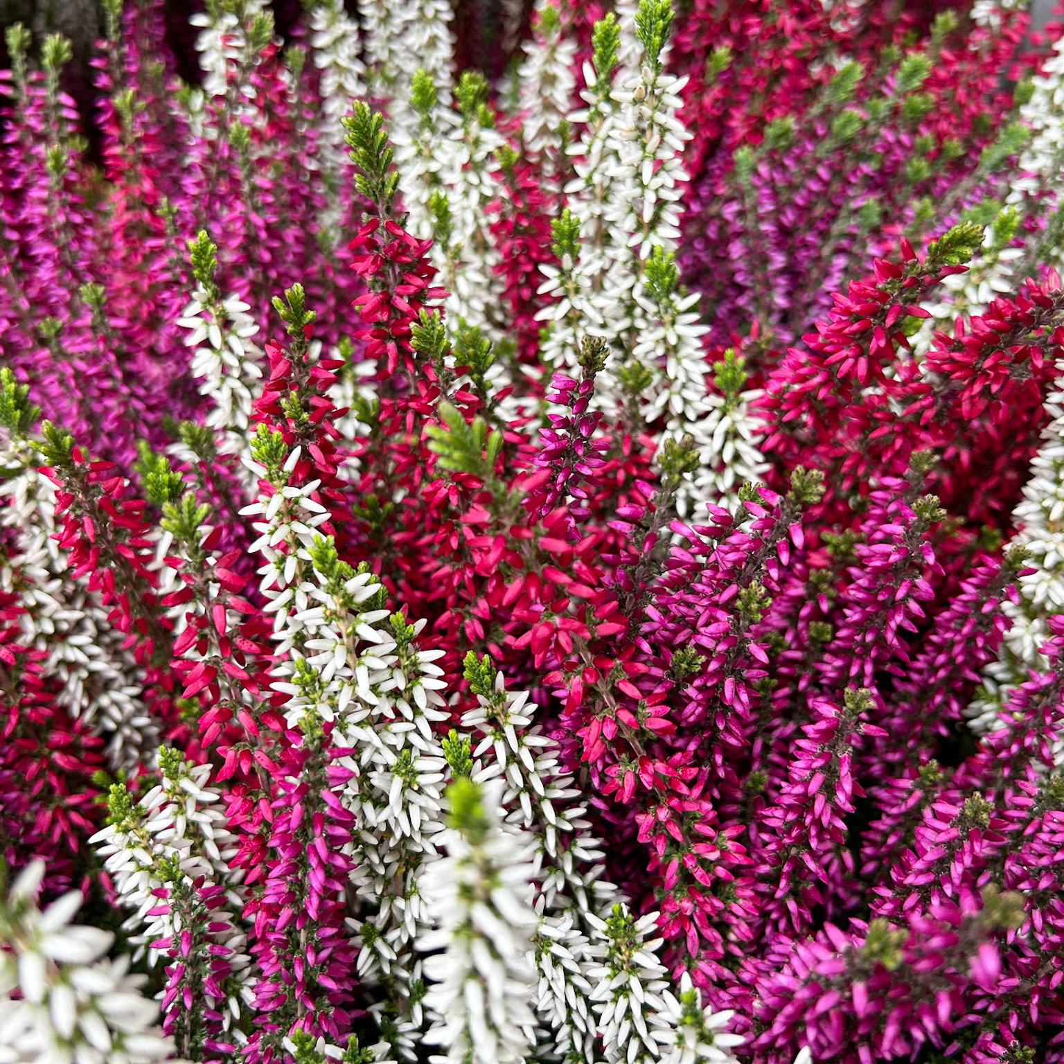 Calluna 'Beauty Ladies® Milca-Trio', lila-rot-weiß, Topf-Ø 11 cm, 6 Pflanzen Calluna 'Beauty Ladies® Milca-Trio', lila-rot-weiß, Topf-Ø 11 cm, 6 Pflanzen
