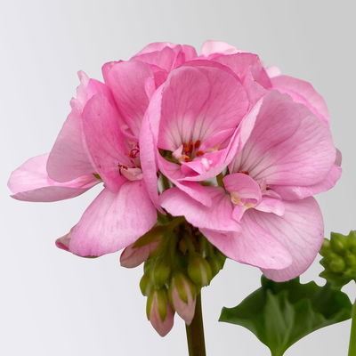 Geranie hellrosa, stehend, Topf-Ø 13 cm, 6 Pflanzen