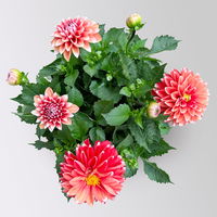 Dahlie 'Hypnotica®', rot-weiß, Topf-Ø 21/22 cm