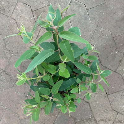 Zitronen-Eukalyptus, Busch, Topf-Ø 17 cm, 2 Pflanzen Zitronen-Eukalyptus, Busch, Topf-Ø 17 cm, 2 Pflanzen