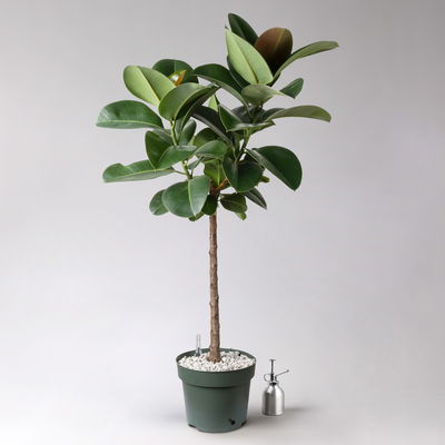 Gummibaum 'Makana', Topf-Ø 27 cm, Höhe ca. 120 cm, inkl. Bewässerungssystem