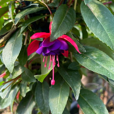 Fuchsie, Stamm, Farbe zufällig, Topf-Ø 23 cm Fuchsie, Stamm, Farbe zufällig, Topf-Ø 23 cm