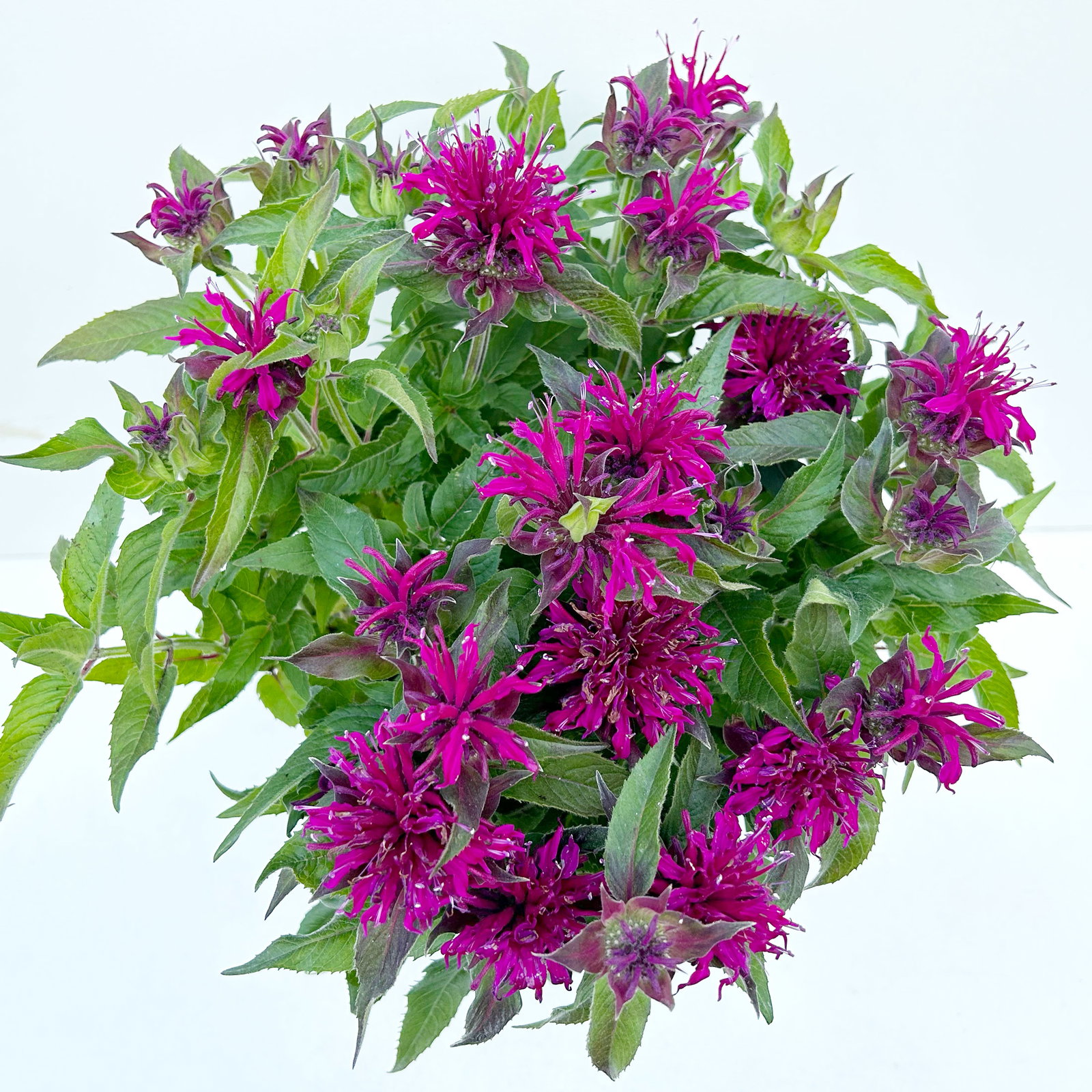 Kölles Beste Indianernessel 'Melua Violet' violett, 3 Liter Topf Kölles Beste Indianernessel 'Melua Violet' violett, 3 Liter Topf