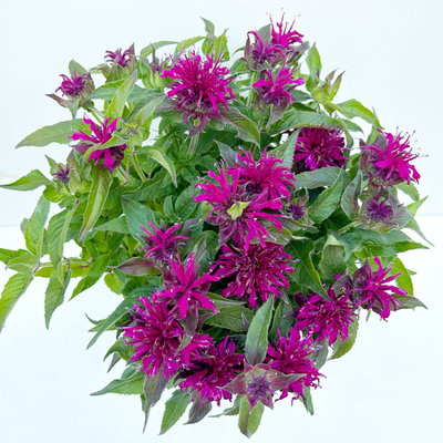 Kölles Beste Indianernessel 'Melua Violet' violett, 3 Liter Topf Kölles Beste Indianernessel 'Melua Violet' violett, 3 Liter Topf