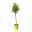 Oleander Farbe nach Verfügbarkeit, Stamm, Topf-Ø 18 cm, Höhe ca. 70