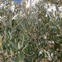 Olivenbaum, Stamm, Topf-Ø ca. 60 cm, Höhe mind. 170 cm