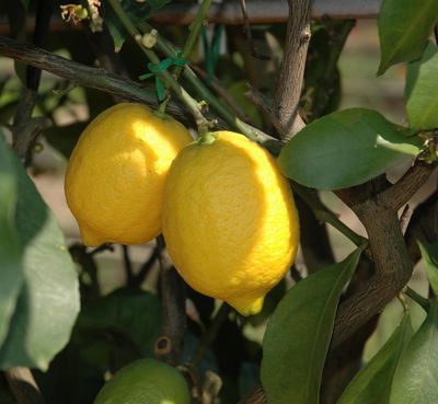 Kölle Bio Zitrusdünger, 975 ml Kölle Bio Zitrusdünger, 975 ml