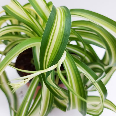 Chlorophytum com. Bonnie T12 H28 (*) Chlorophytum com. Bonnie T12 H28 (*)