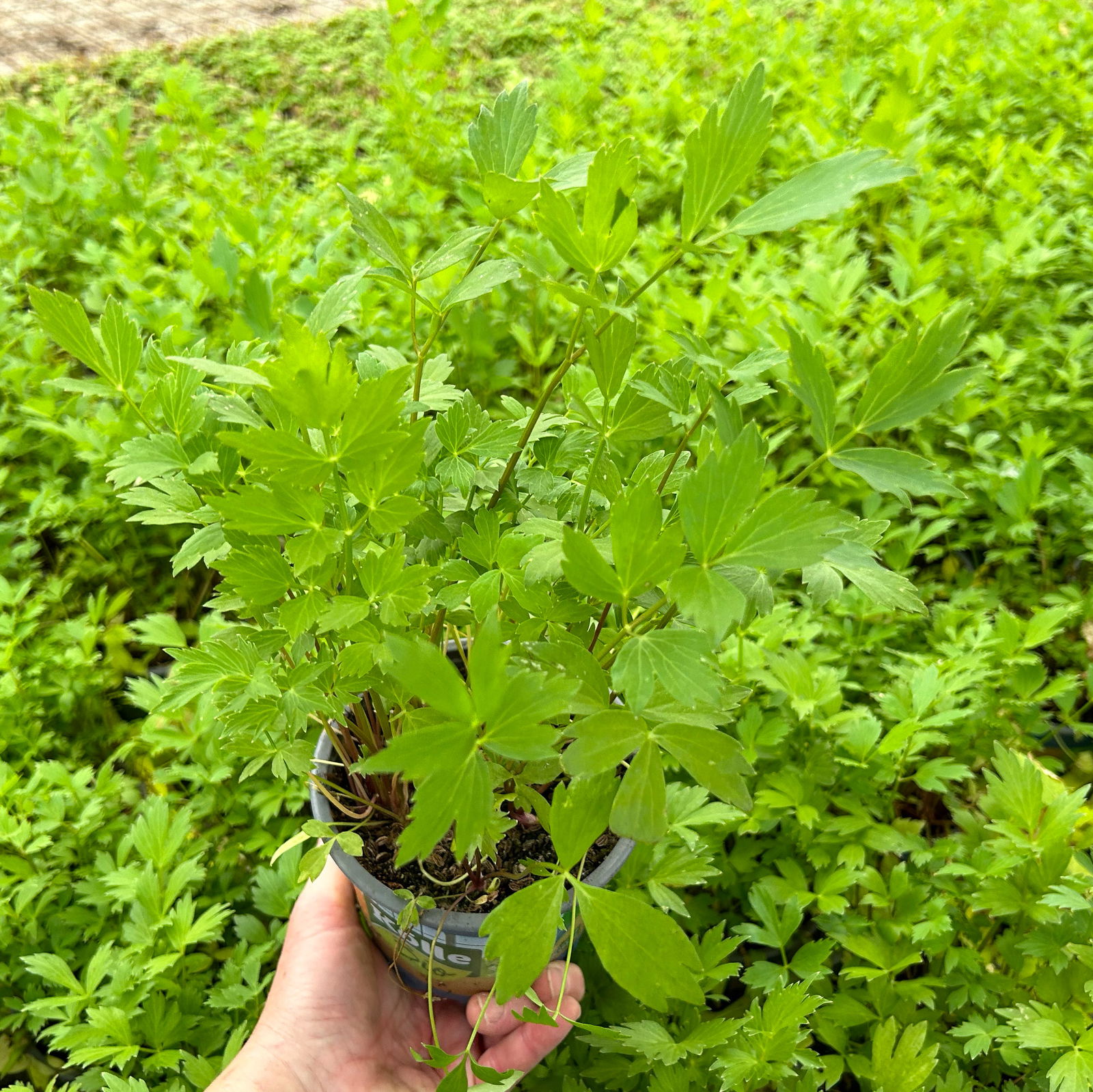 Liebstöckel, Kölle Bio, 12cm Topf, frisch aus unserer Bio-Gärtnerei