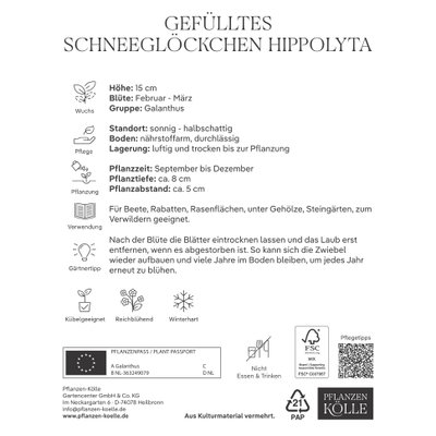 Kölles Beste Schneeglöckchen 'Hippolyta®', 7 Blumenzwiebeln Kölles Beste Schneeglöckchen 'Hippolyta®', 7 Blumenzwiebeln