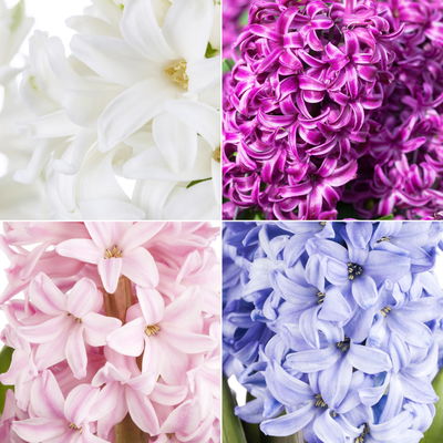 Hyazinthe in Wachs, weiß-rot zufällig, 4 Stück