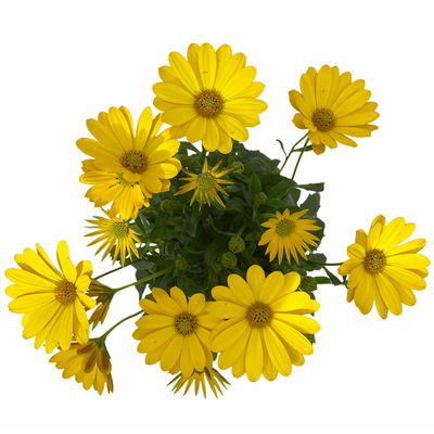 Kapkörbchen gelb, Topf-Ø 12 cm, 6er-Set