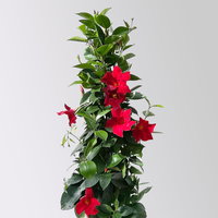 Dipladenie, rot, Pyramide, Topf-Ø 17 cm