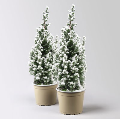 Kegelzypresse 'Top Point', weiß beschneit, Topf-Ø 19 cm, 2 Pflanzen